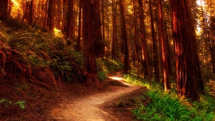 camino-hacia-el-bosque-de-los elfos-duendes-y-hadas